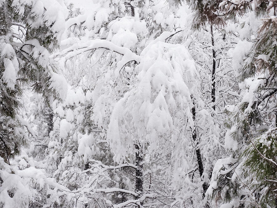 Winter Photograph - Heavy Winter Blanket by Jim Wilce