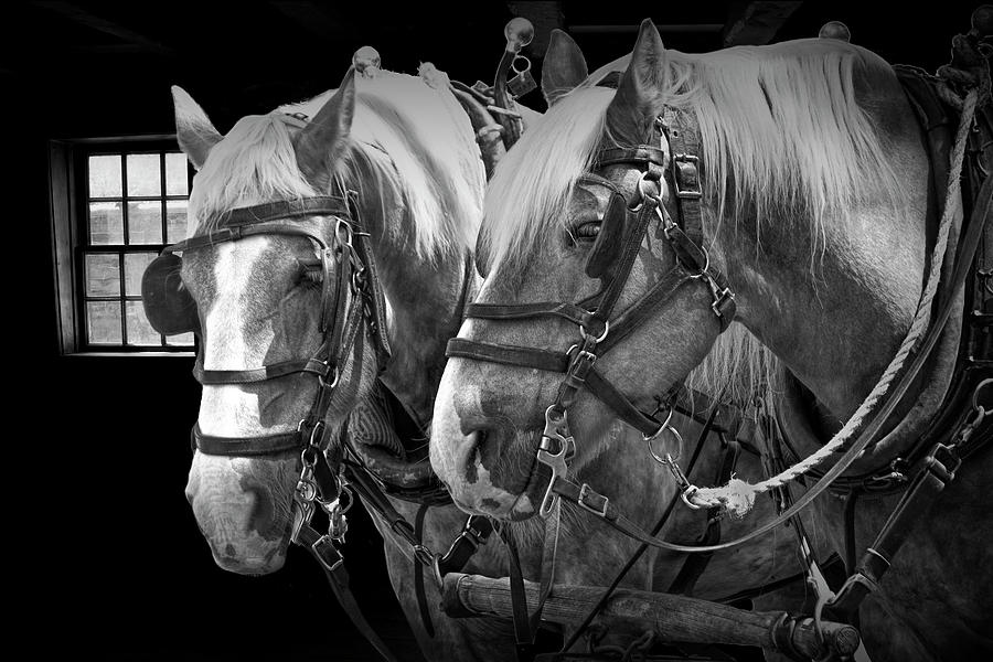 Heavy Work Horse Team in Black and White Photograph by Randall Nyhof