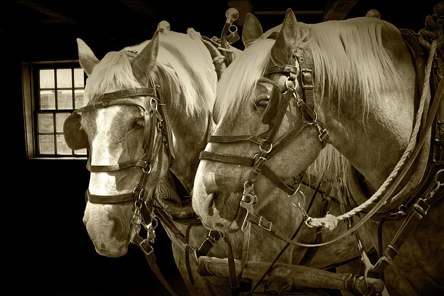 Heavy Work Horse Team in Sepia Tone Photograph by Randall Nyhof