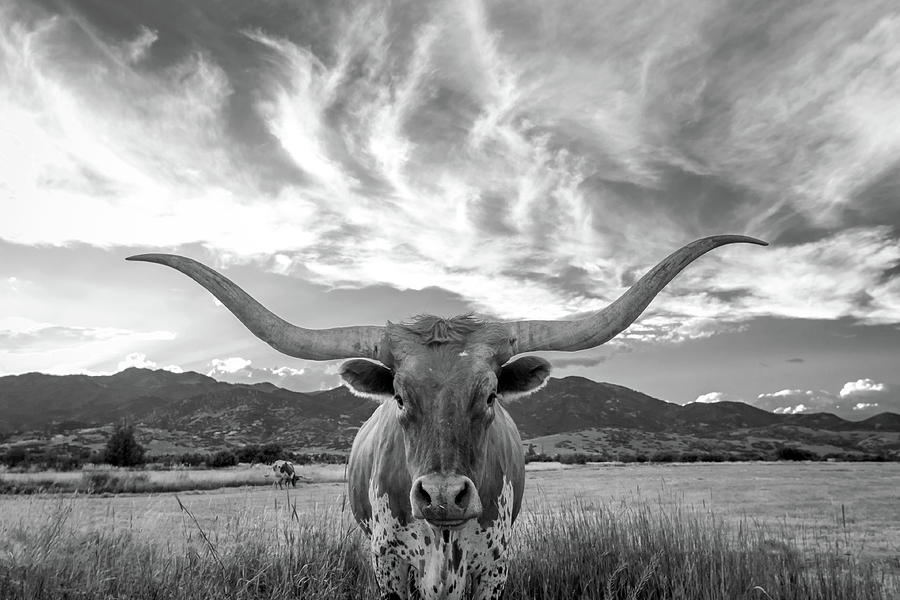 Black And White Photograph - Heber Valley Longhorn by Wasatch Light