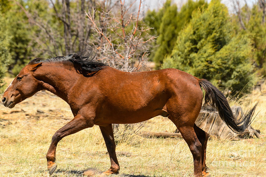 Heber Wild Horse in Action Digital Art by Tammy Keyes