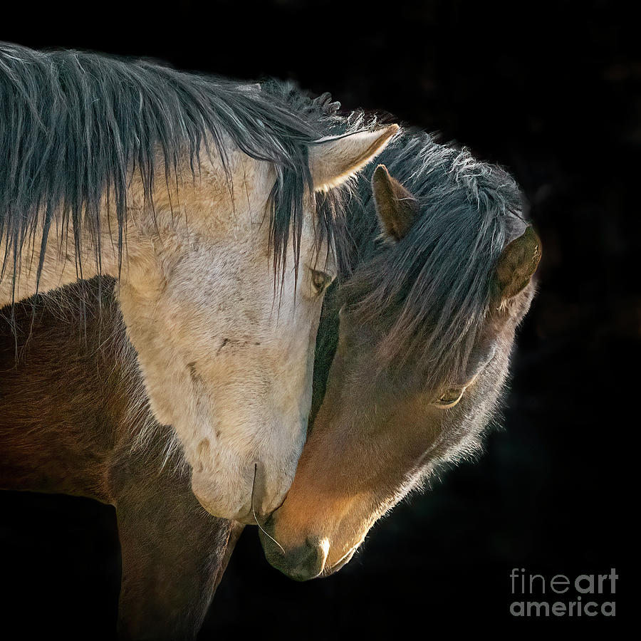 Heber Wild Horses Photograph by Priscilla Burgers