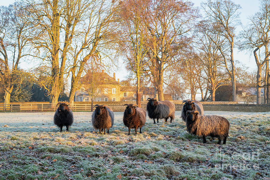 Hebridean Sheep in the Frost Photograph by Tim Gainey