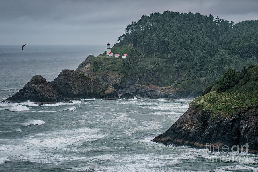 Hecata Head Lighthouse Photograph by Al Andersen