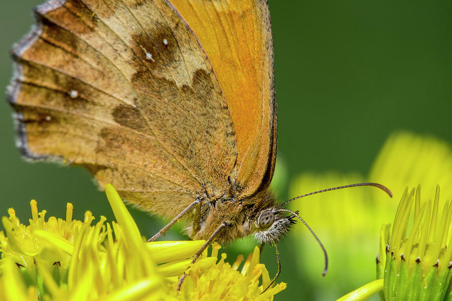 Hedge Brown Butterfly Photograph