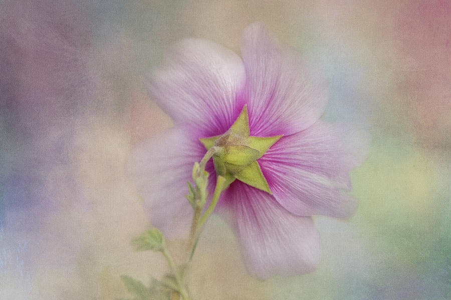 Hedge Flower Digital Art by Terry Davis