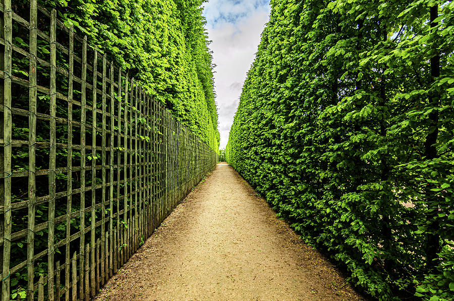Hedge Maze of Versailles Photograph by Alexios Ntounas