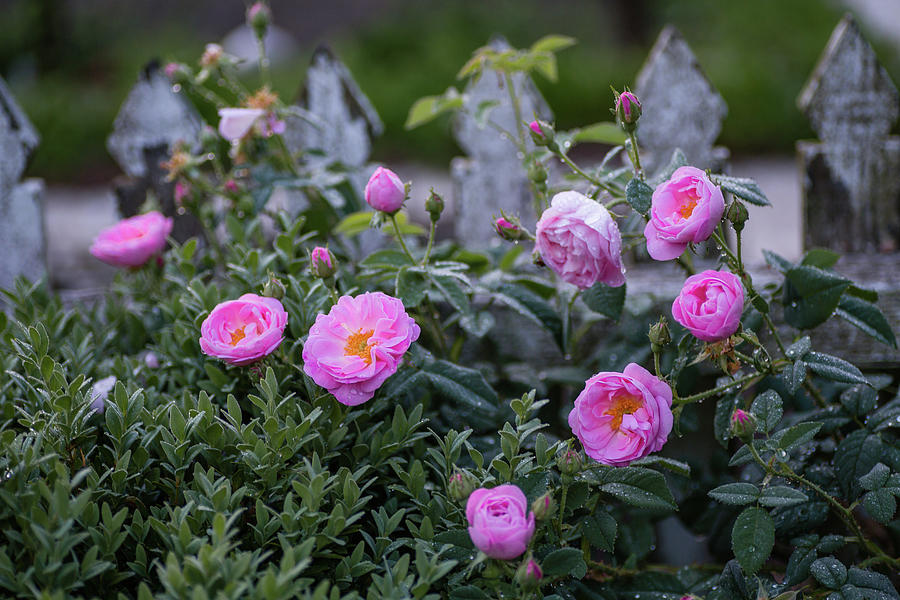 Hedge of Roses at Dawn Photograph by Rachel Morrison