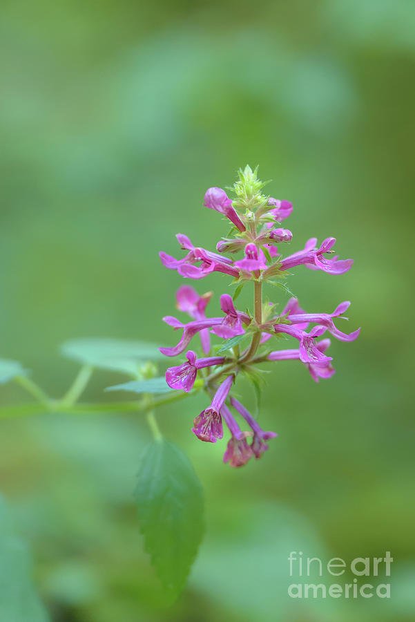 Summer Photograph - Hedge Woundwort Blossom by Nancy Gleason