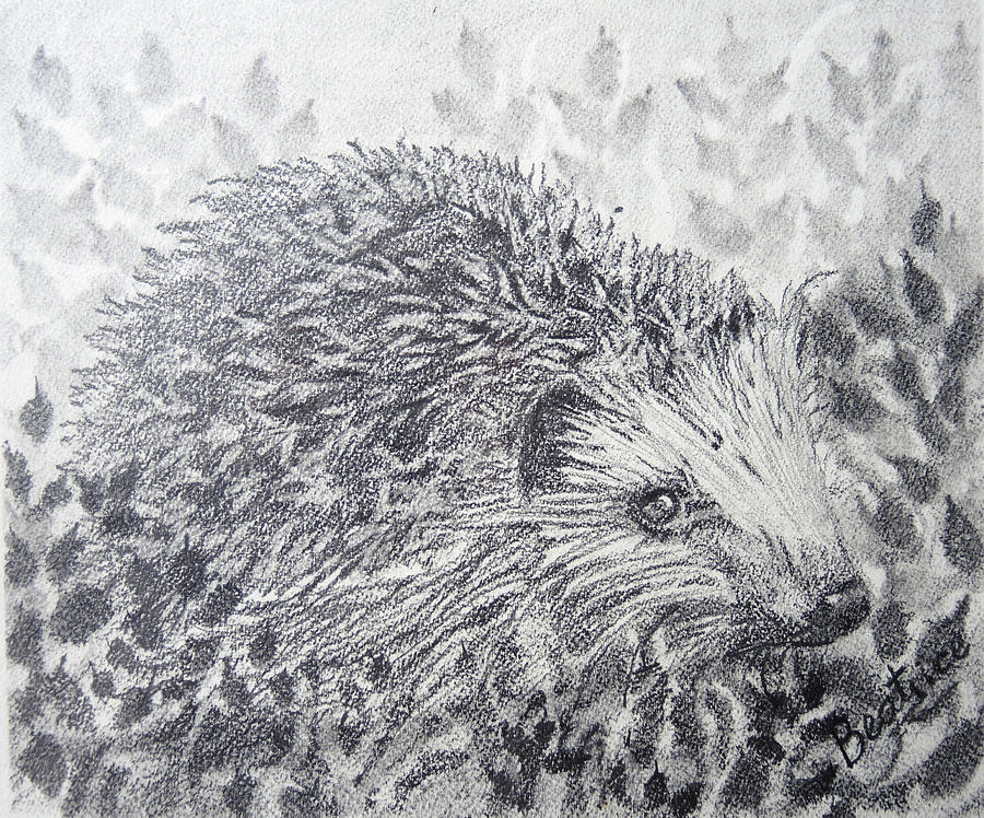 Hedgehog by Beatrice Myers