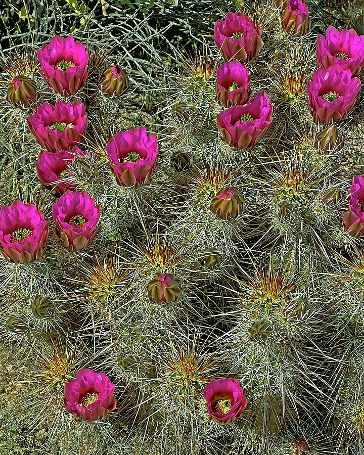 Hedgehog Cactus Blossoms Photograph by Lynda Lehmann