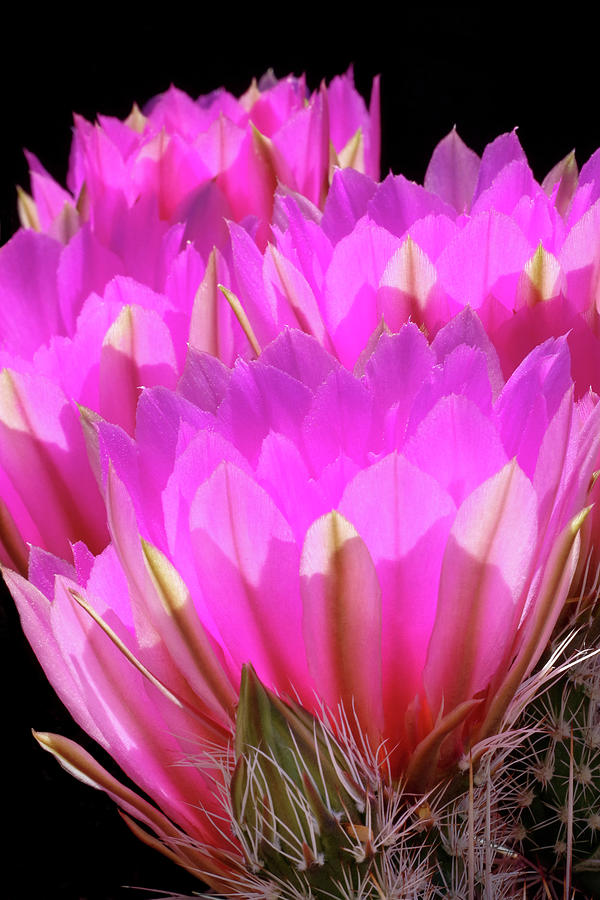 Nature Photograph - Hedgehog Cactus Color Portrait by Douglas Taylor