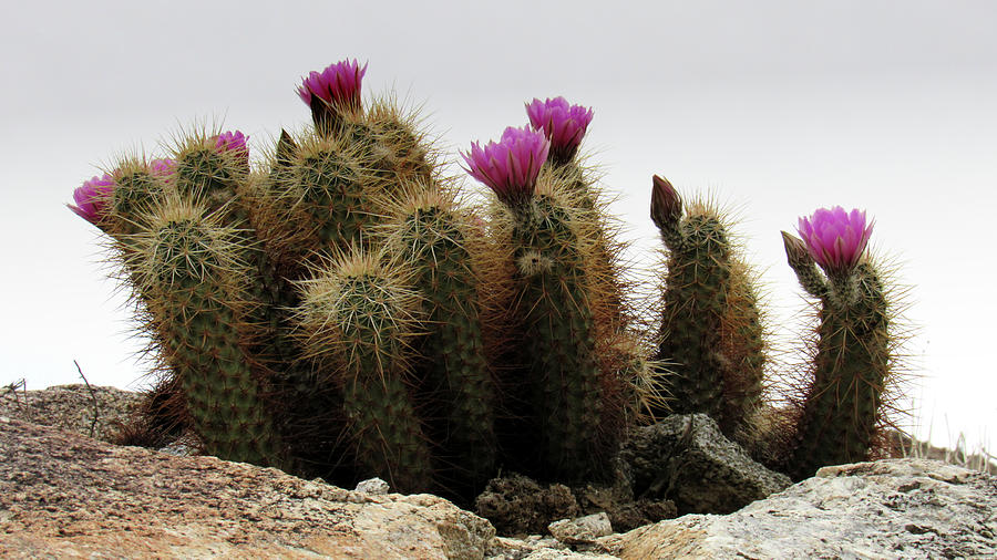 Hedgehog Cactus Photograph - Hedgehog cactus echinocereus engelmannii by Sicco Rood
