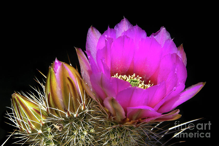 Hedgehog Cactus Flower And Buds Photograph by Douglas Taylor