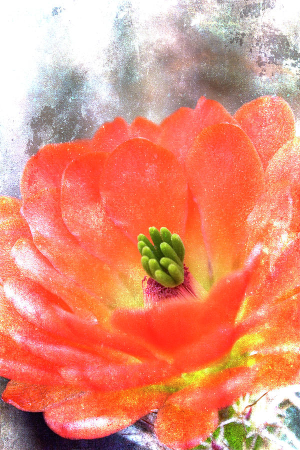 Hedgehog Cactus Flower On Subdued Background Mixed Media by Carol Leigh