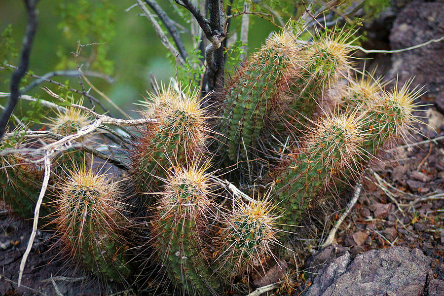 Hedgehog Cactus Photograph by Jason Judd