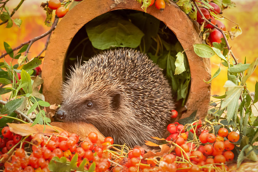 Hedgehog in Autumn with red berries and Autumn leaves.  Facing left. Photograph by Anne Coatesy