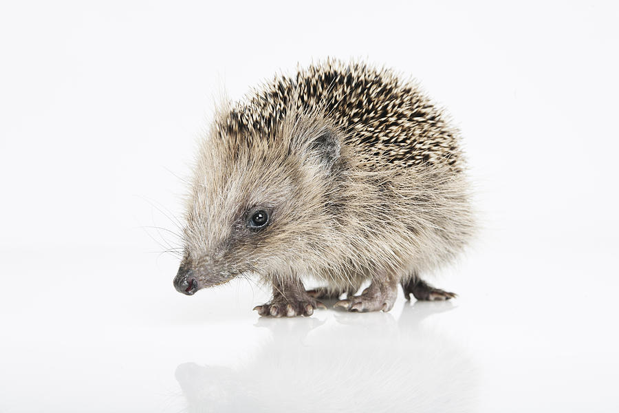 Hedgehog on white background Photograph by Westend61