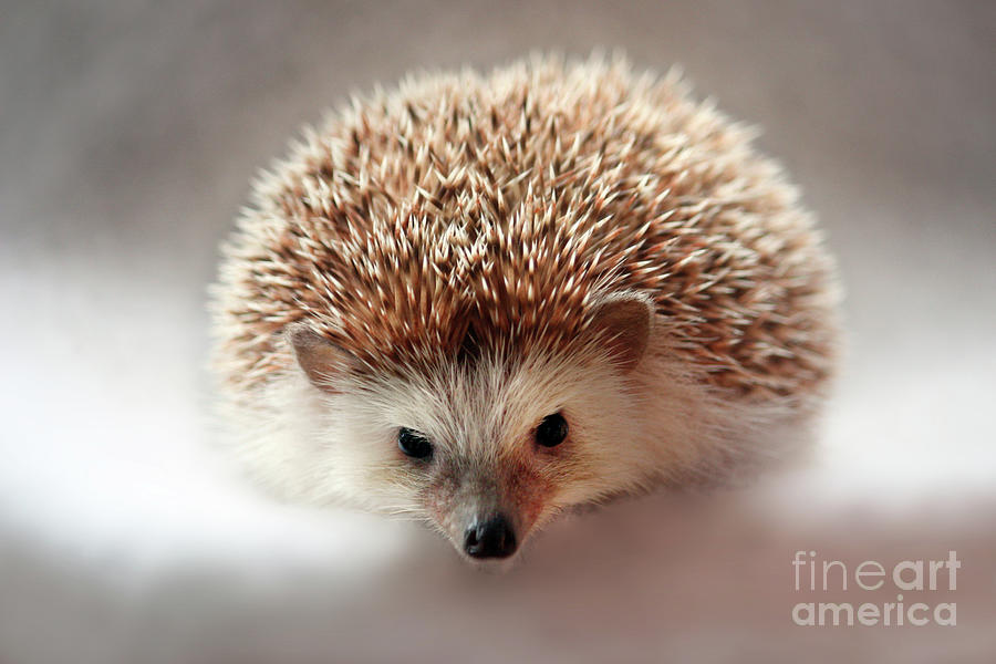 Hedgehog Photograph by Terri Waters
