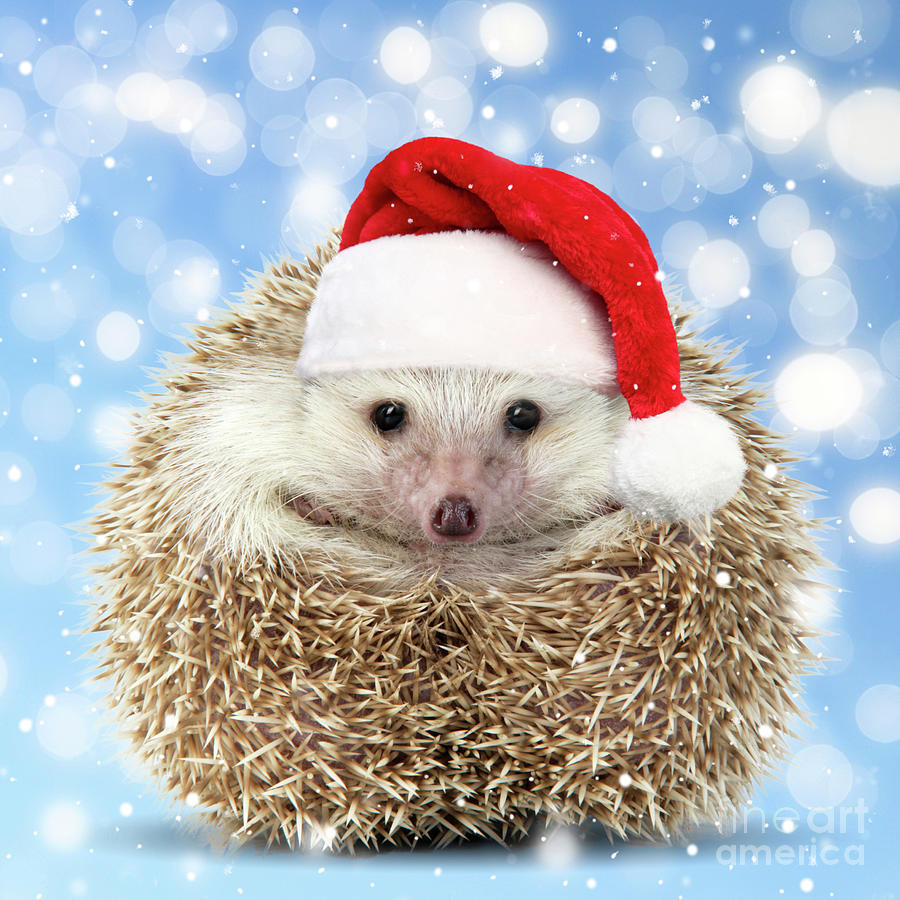 Hedgehog Wearing Santa Hat Christmas Ornament Tree Decoration 