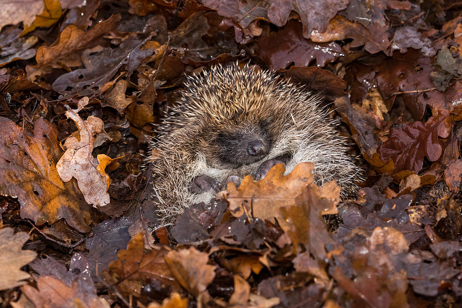 Hedgehog, wild, native, European hedgehog hibernating in fallen Autumn leaves.  Curled into a ball.  Facing forward.  Horizontal.  Space for copy. Photograph by Coatesy