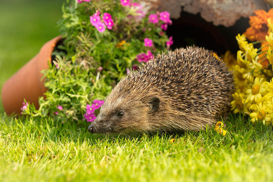 Hedgehog, wild, native, European hedgehog in natural garden habitat. On green grass lawn with potted plants.  Facing left. Photograph by Anne Coatesy