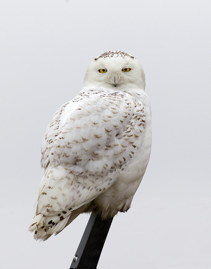 Owl Photograph - Hedwig by Timothy McIntyre
