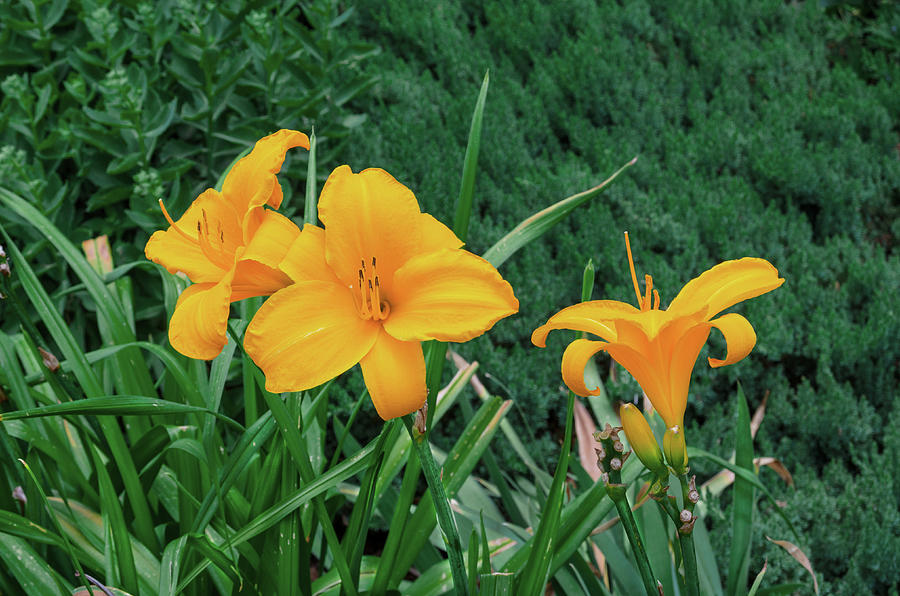 Hegemone, The Greek Goddess Of Plants, Lilium Is The Latin Origin Of 