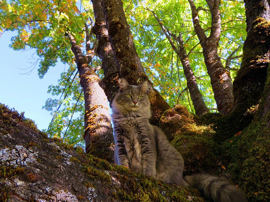 Heidi in the Maple Tree Photograph by Susan Lindblom