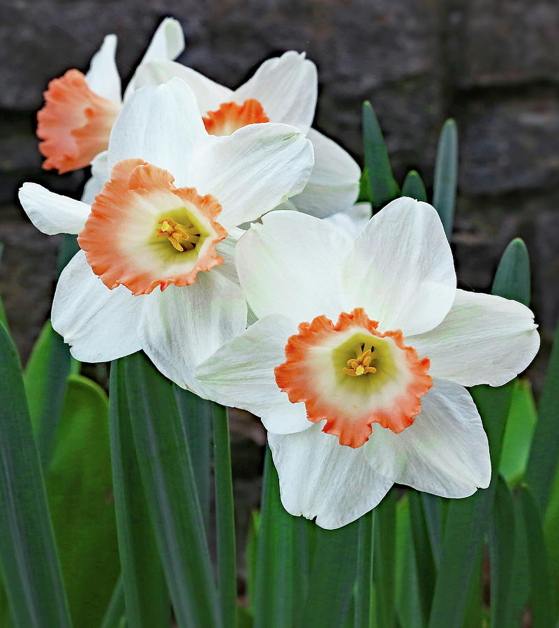 Heirloom Daffodil Photograph by Gina Fitzhugh - Fine Art America