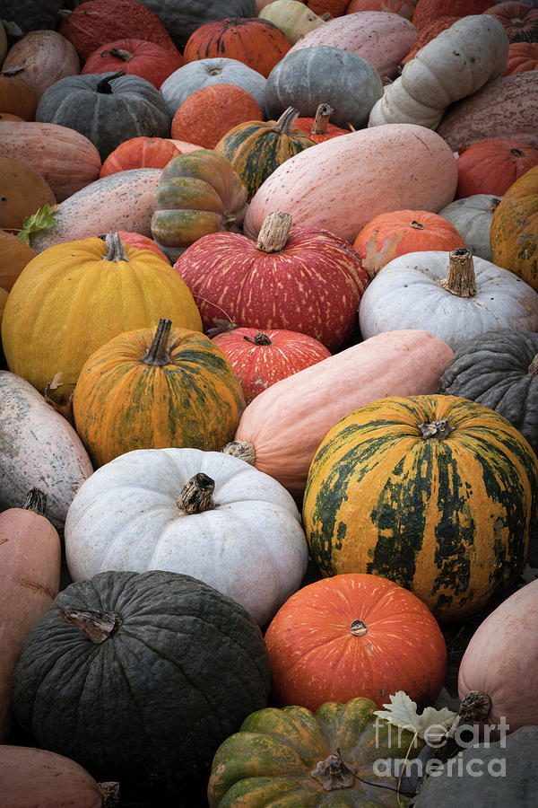 Heirloom pumpkins and squashes varieties Photograph by Elena Elisseeva
