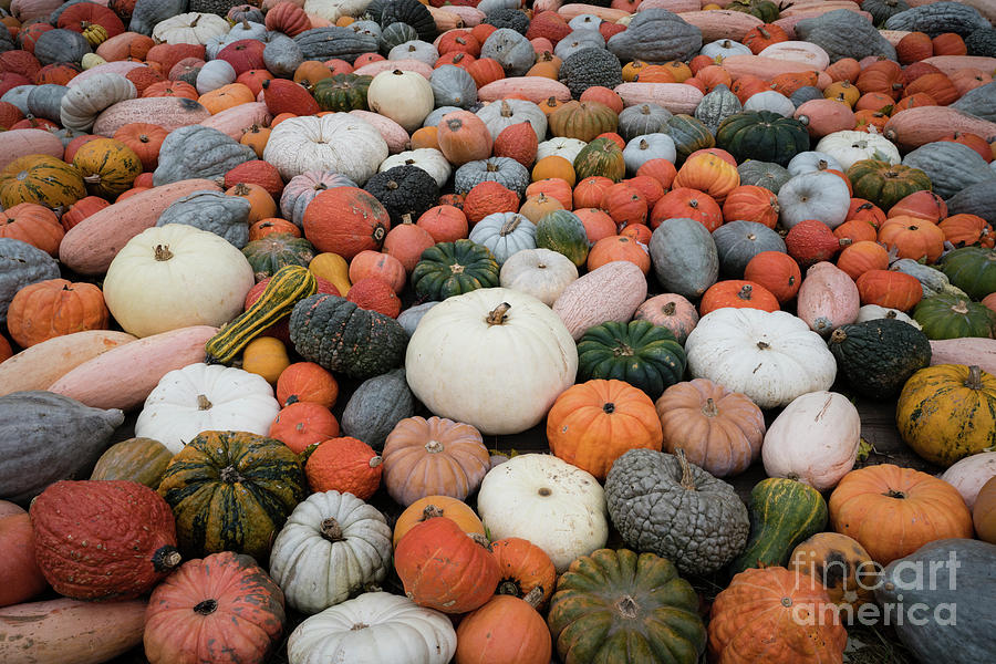 Heirloom pumpkins at fall festival Photograph by Elena Elisseeva