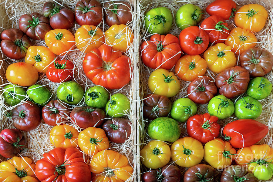 Heirloom tomatoes Photograph by Delphimages Photo Creations