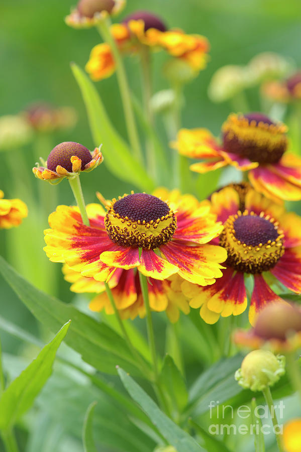 Helenium Autumnale Flowers in an English garden Photograph by Tim Gainey