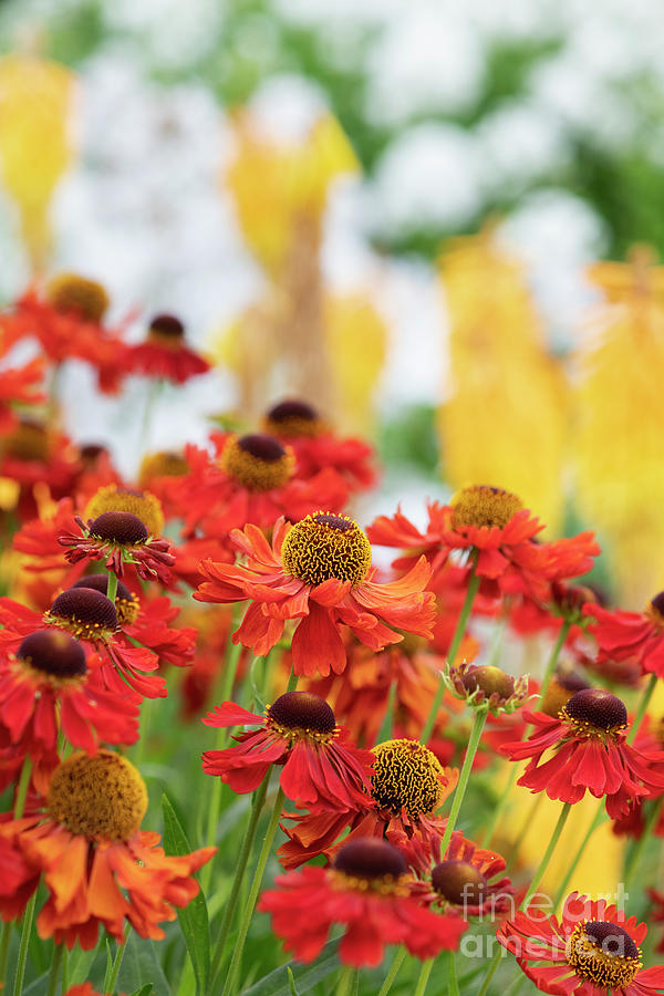 Helenium Moerheim Beauty Flowers in an English Garden Photograph by Tim Gainey