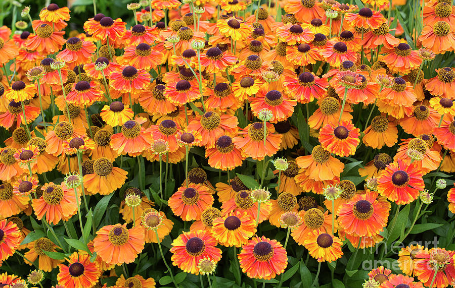 Helenium Sahins Early Flowerer in an English Garden Photograph by Tim Gainey