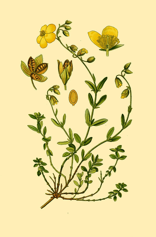 Helianthemum nummularium subsp. obscurum Drawing by Otto Wilhelm Thome