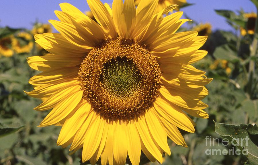 Helianthus annuus - Sunflower Photograph by Cheryl Ann Meola - Fine Art ...