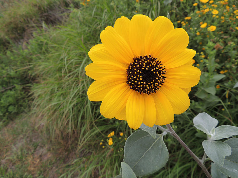 Helianthus Debilis or Dune Sunflower Photograph by ArtyAlison