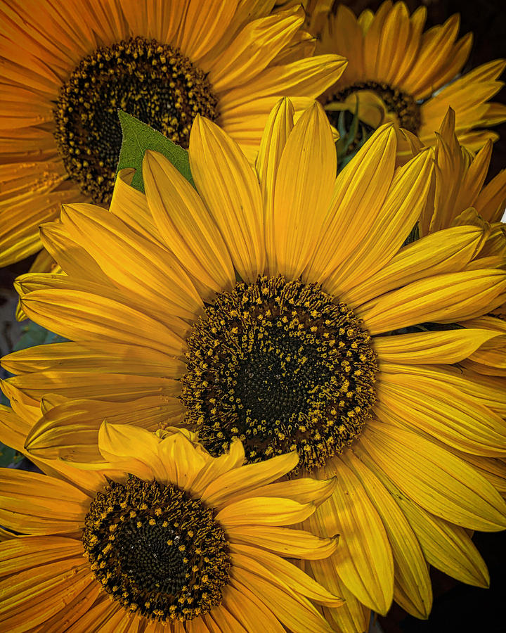 Flower Photograph - Helianthus by Kelly A Wolfe