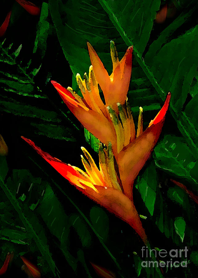 Heliconia at First Light by J Marielle Heliconia at First Light by J Marielle