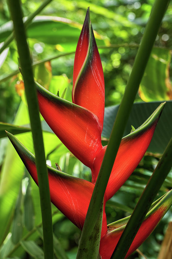 Heliconia Bihai Red Palulu Flower Photograph by Artur Bogacki