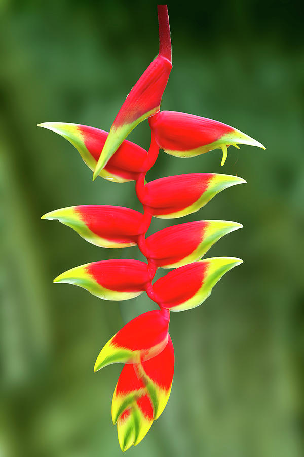Heliconia Photograph by Bill Barber