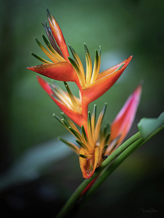 Heliconia  Photograph by Teresa Wilson