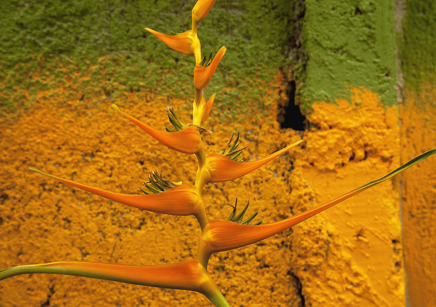 Heliconia flower against an orange and green wall Photograph by Timothy Hearsum
