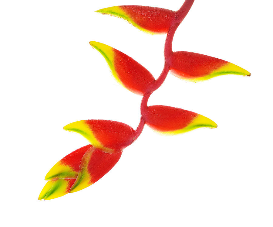 Heliconia Flower Isolated On White Background Photograph by PreechaTH