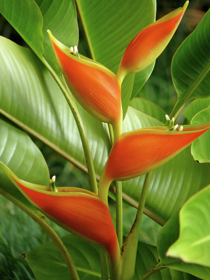 Heliconia flower Photograph by Kelly Headrick | Fine Art America