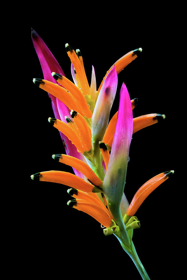 Heliconia Photograph by Jim Miller