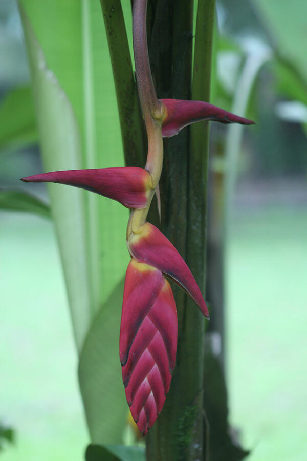 Heliconia Photograph by Laurie Lago Rispoli Heliconia Photograph by Laurie Lago Rispoli