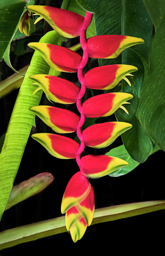 Heliconia Lobster Claw Photograph by Ginger Stein